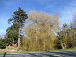 Salix ×pendulina f. salamonii. Form of tree and pendent outer branches.
 Image: D. Glenny © Landcare Research 2020 CC BY 4.0